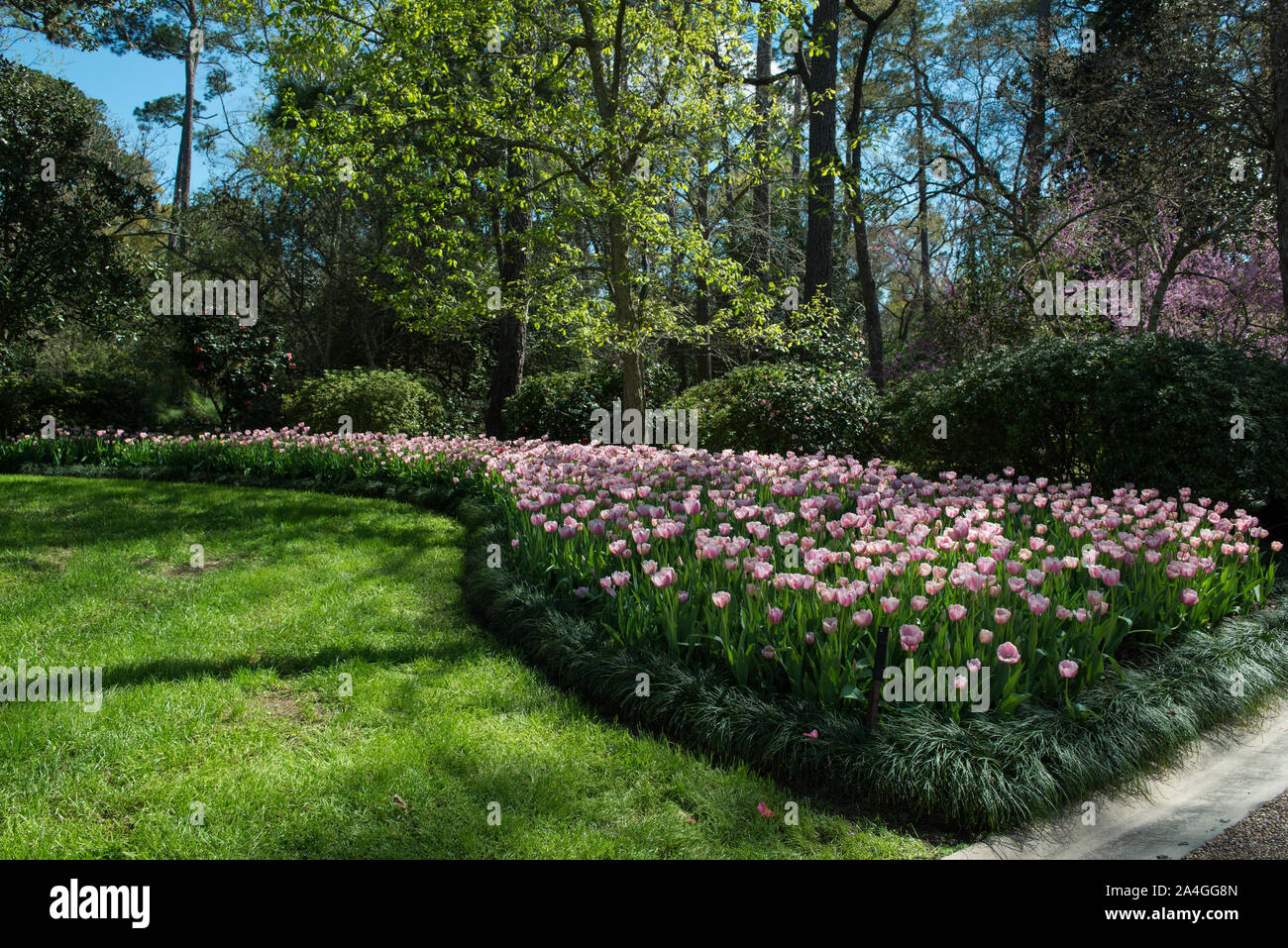 Tulips pop in late winter at the Bayou Bend Collection and Gardens in