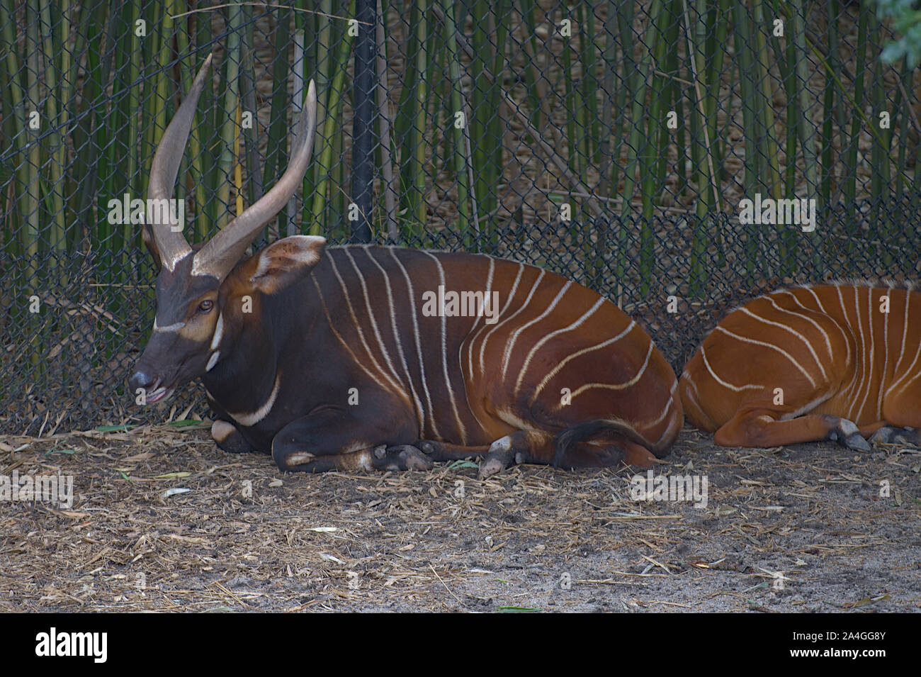 Bongo Antelope Kenya Africa High Resolution Stock Photography and