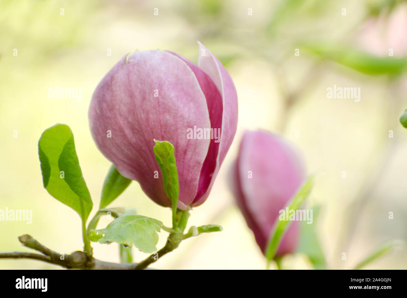 Beautiful magnolia tree blossoms in springtime. Bright magnolia flower against blue sky. Romantic floral backdrop Stock Photo