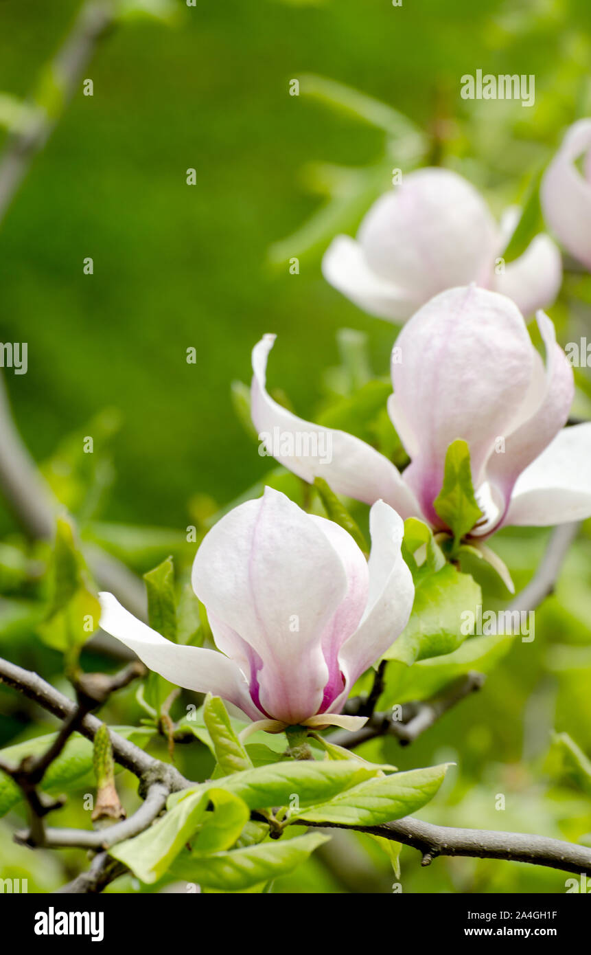 Beautiful magnolia tree blossoms in springtime. Bright magnolia flower against blue sky. Romantic floral backdrop Stock Photo