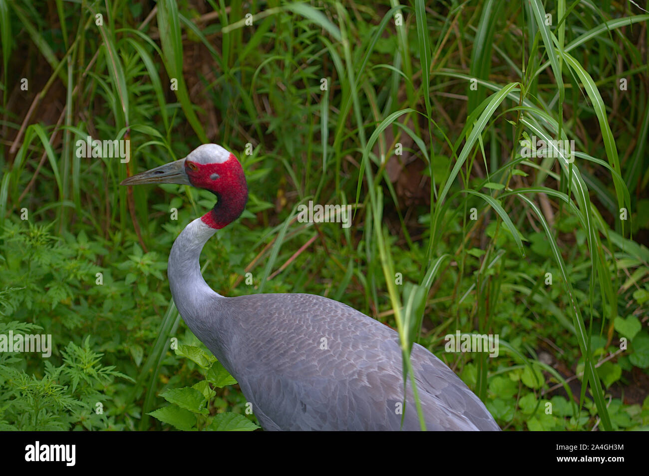 Sarus Crane in lush green vegetation Stock Photo Alamy