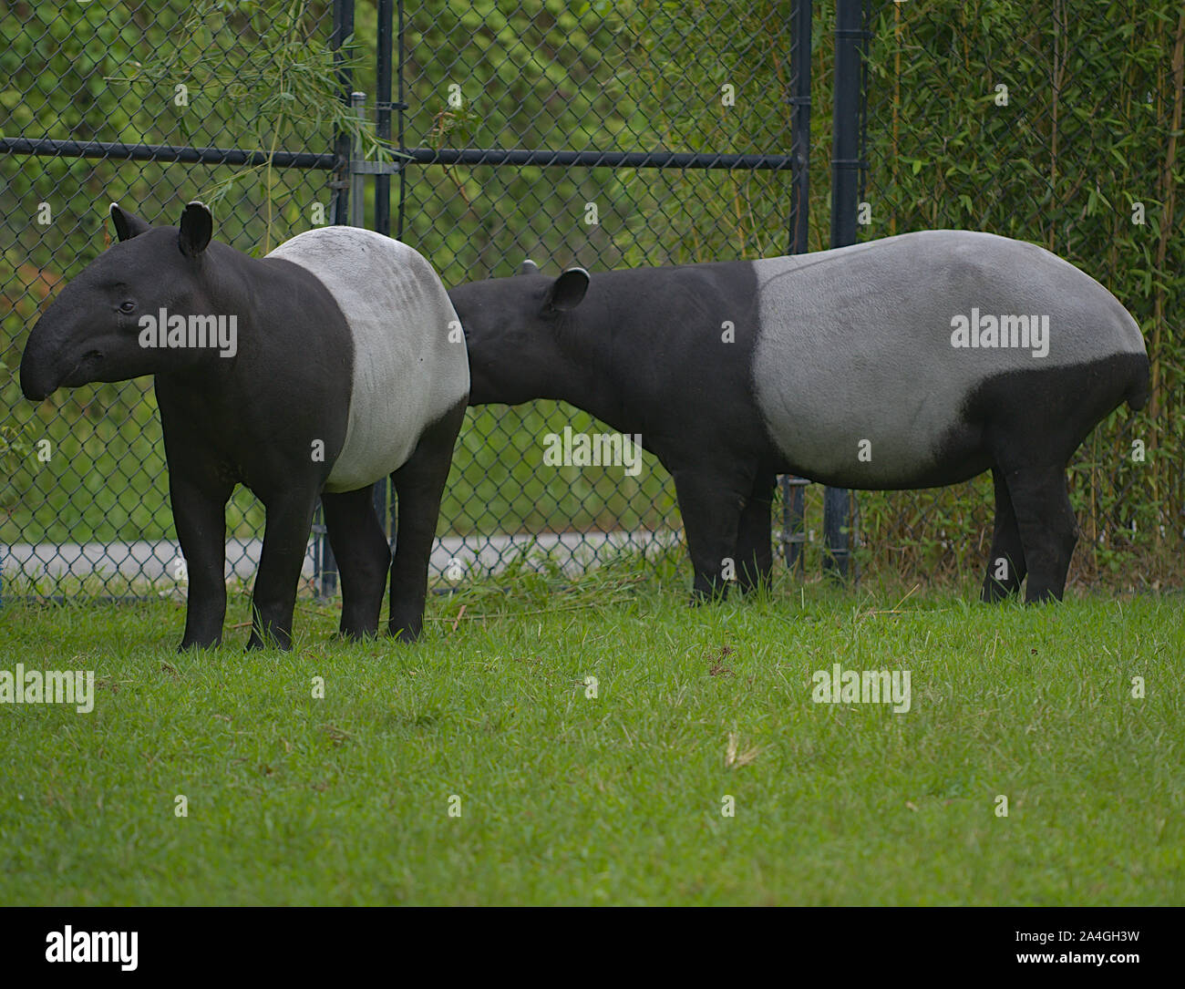 Two Malayan Tapir grazing in zoo Stock Photo - Alamy