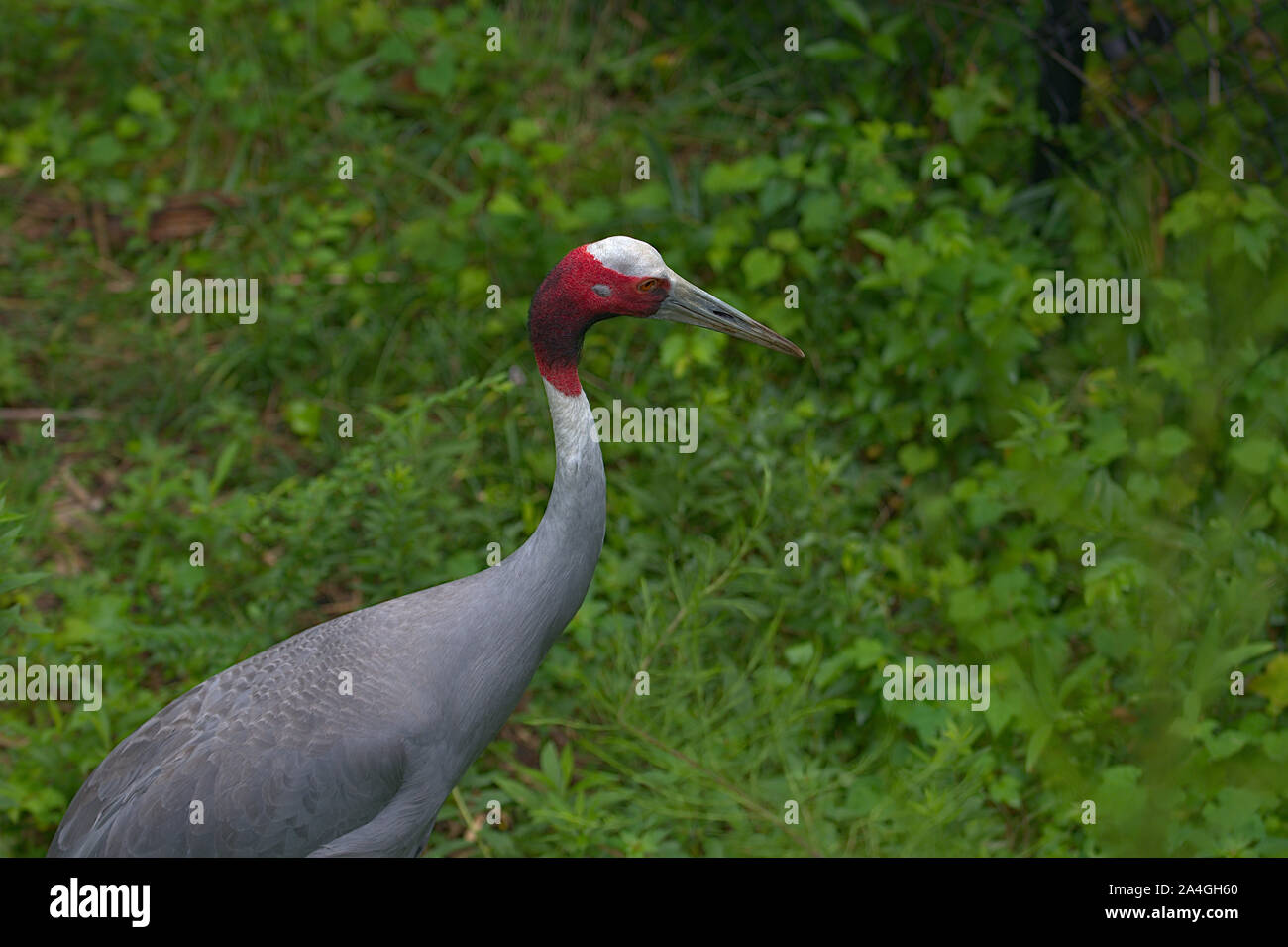 Sarus Crane in lush green vegetation Stock Photo Alamy