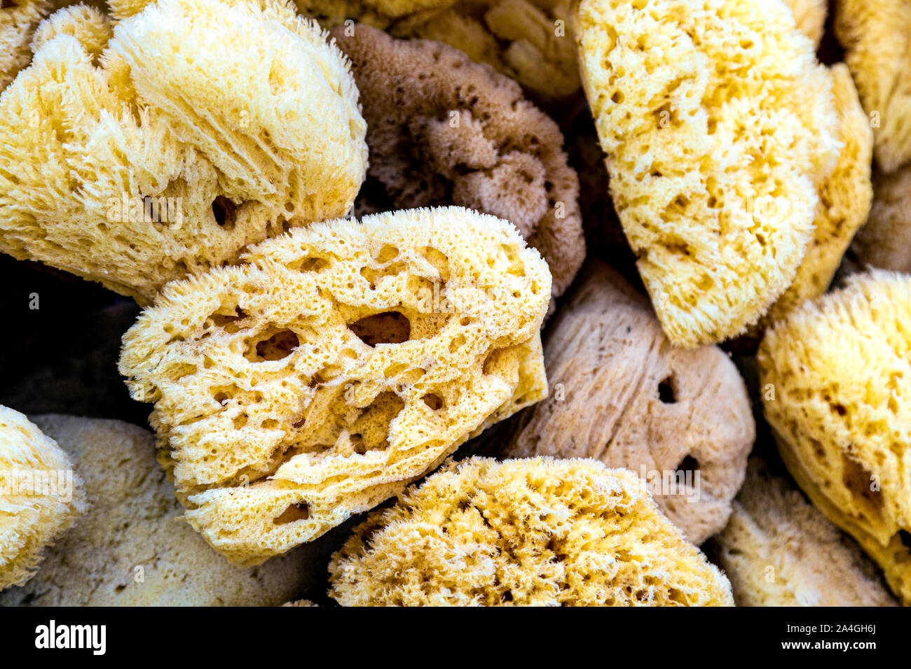 Natural sea sponges for sale at the stall in Kas, Turkey Stock Photo