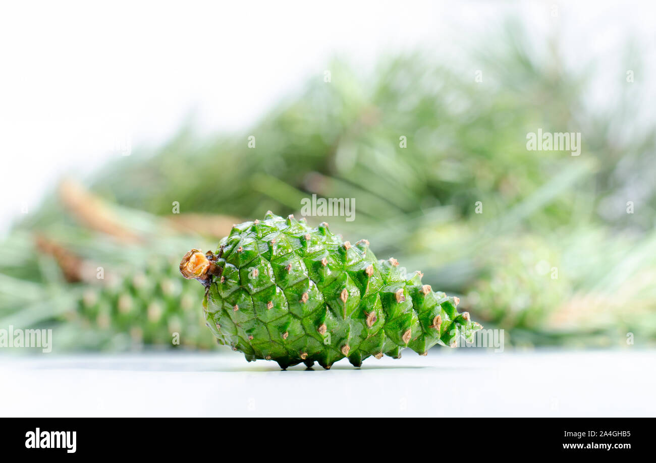 Fresh young green pine cone isolated on white. Raw ingredient for tasty pine jam. Stock Photo