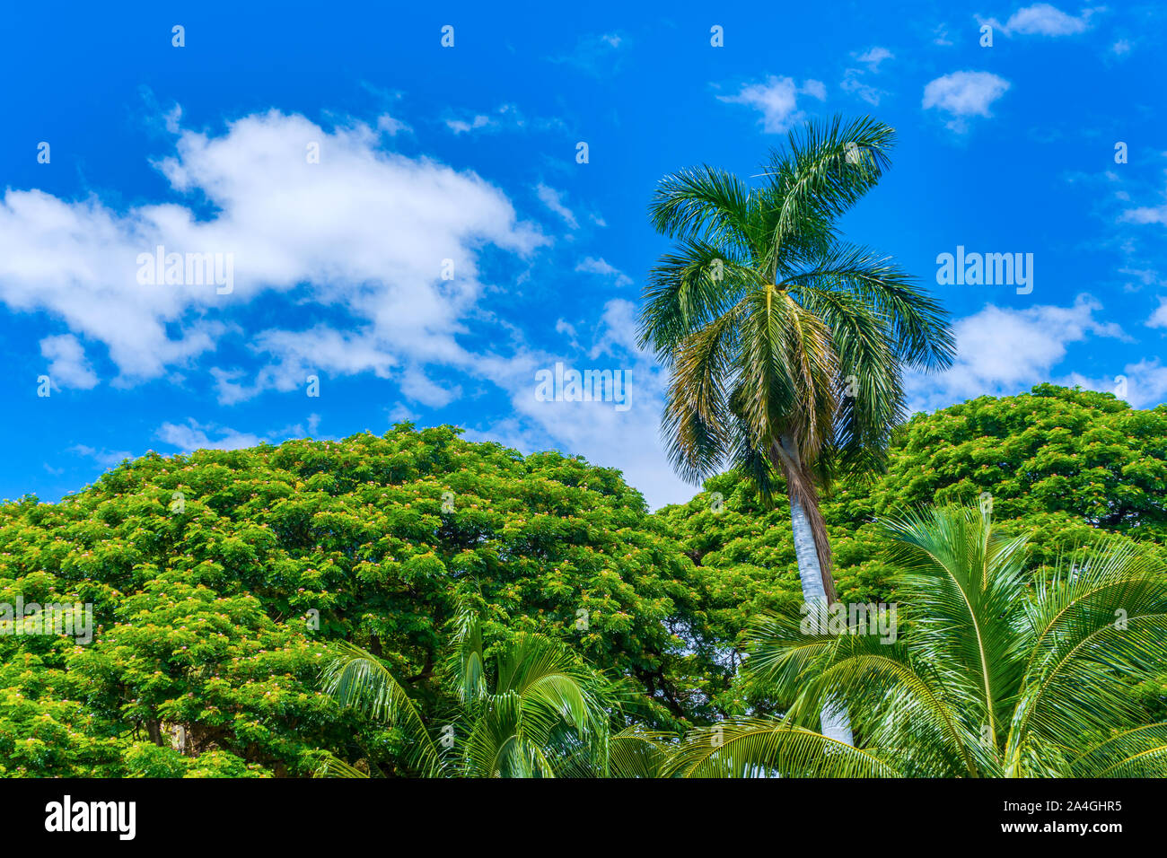 Tropical resort big palm hi-res stock photography and images - Alamy