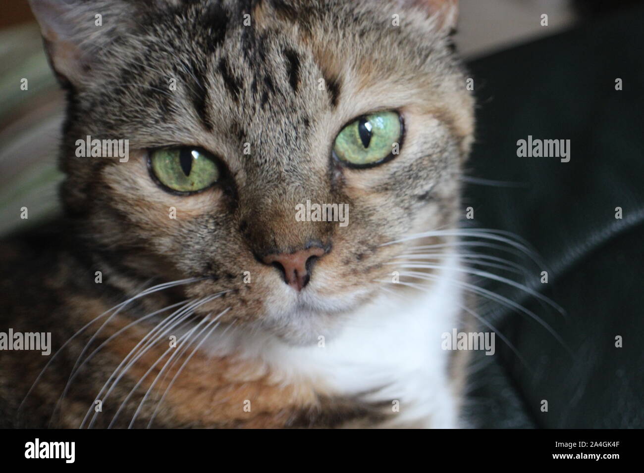 Tigger the Cat Stock Photo - Alamy