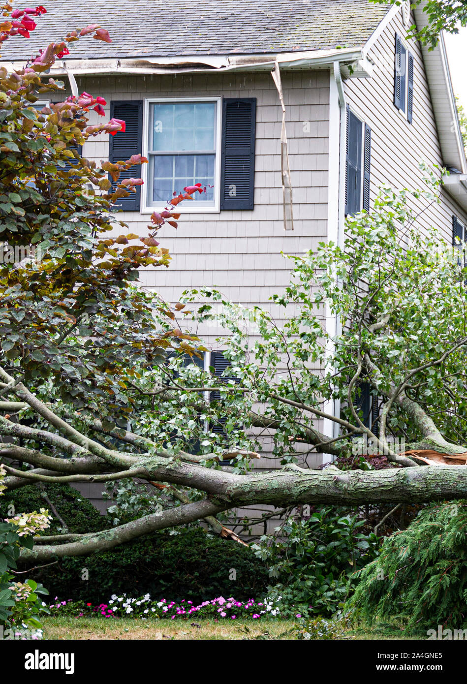 A tree hits the roof of a house and falls off of it to the ground during a summer storm. Stock Photo