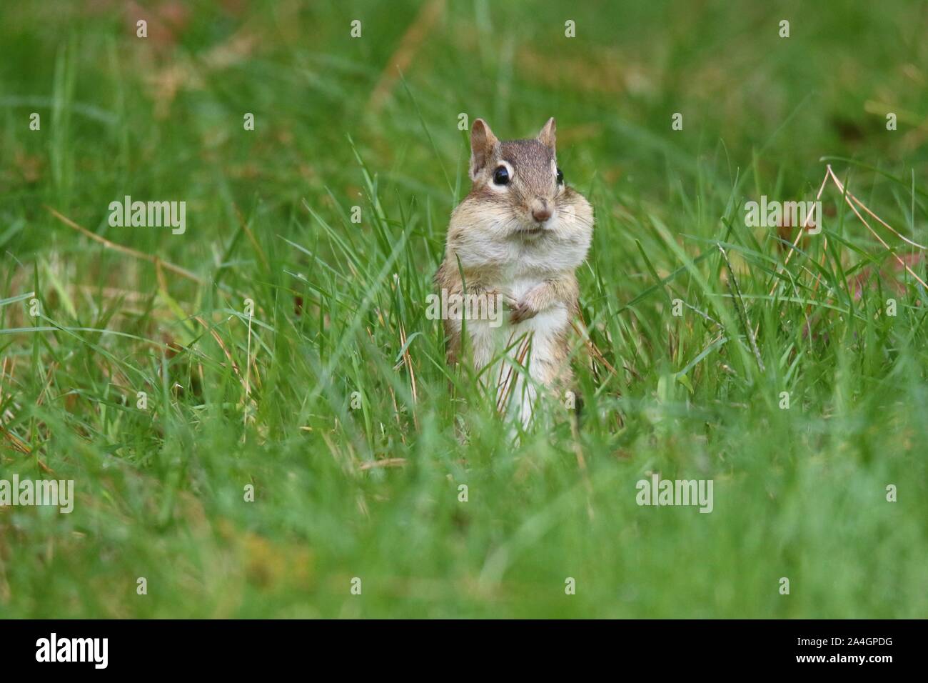Why Do Chipmunks Have Big Cheeks
