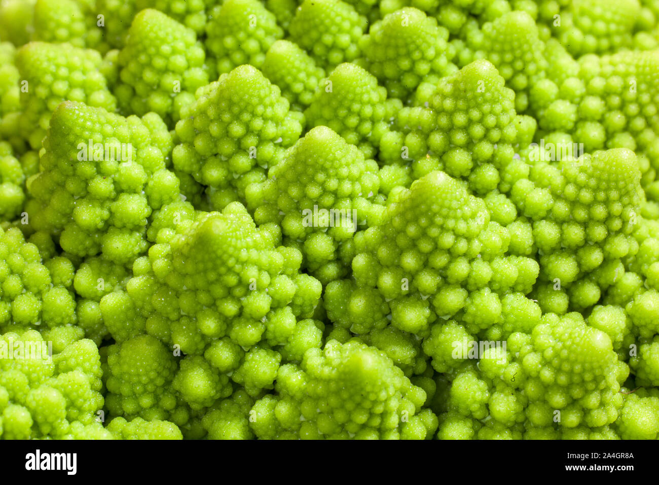 Romanesque cauliflower Stock Photo