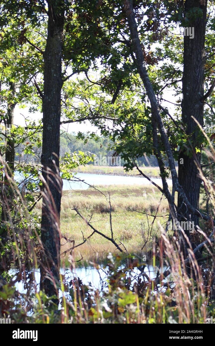 Wisconsin wet lands Stock Photo Alamy