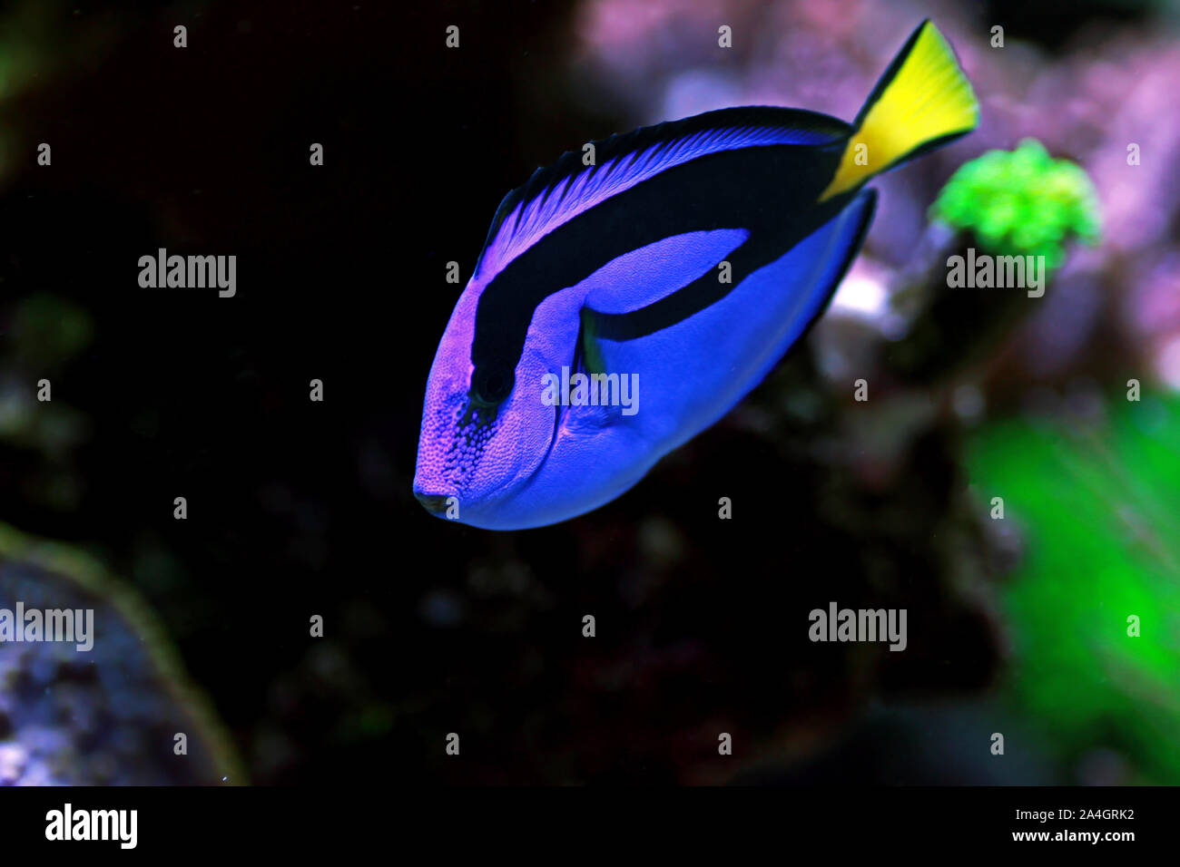 Royal blue tang hires stock photography and images Alamy