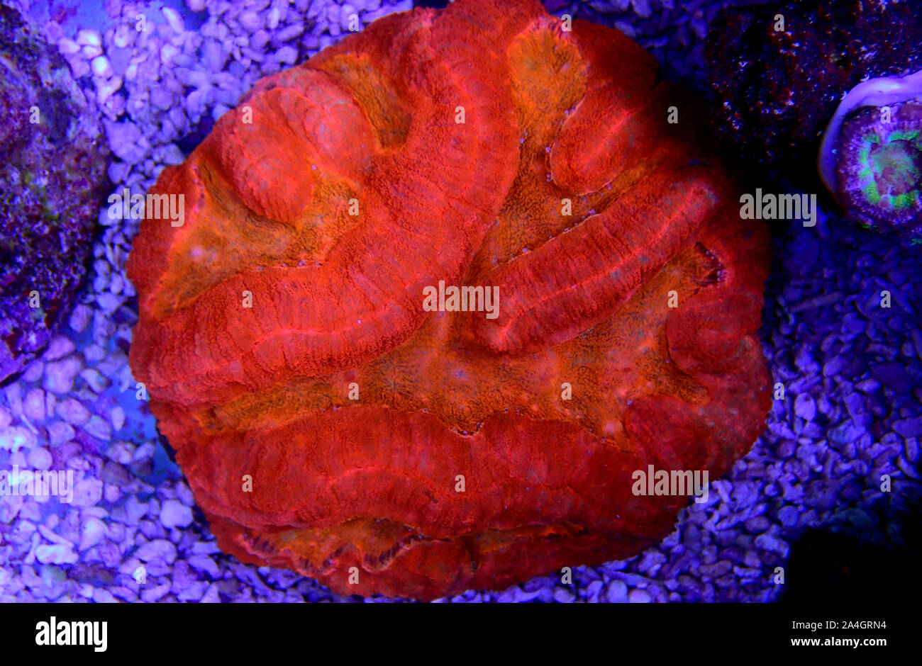 Red Lobophyllia Brain coral - Lobophyllia hemprichii Stock Photo