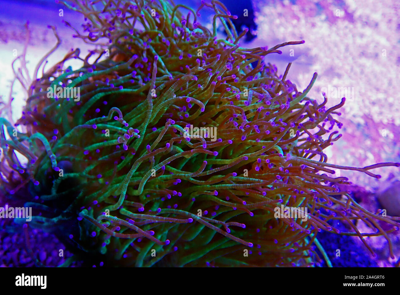Wonder elegance coral - Catalaphyllia jardinei Stock Photo