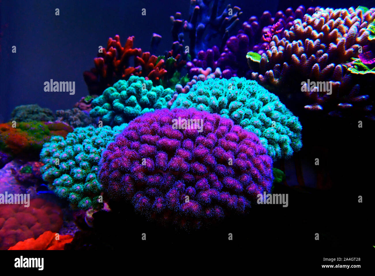 Coral reef fish tank aquarium hi-res stock photography and images - Alamy