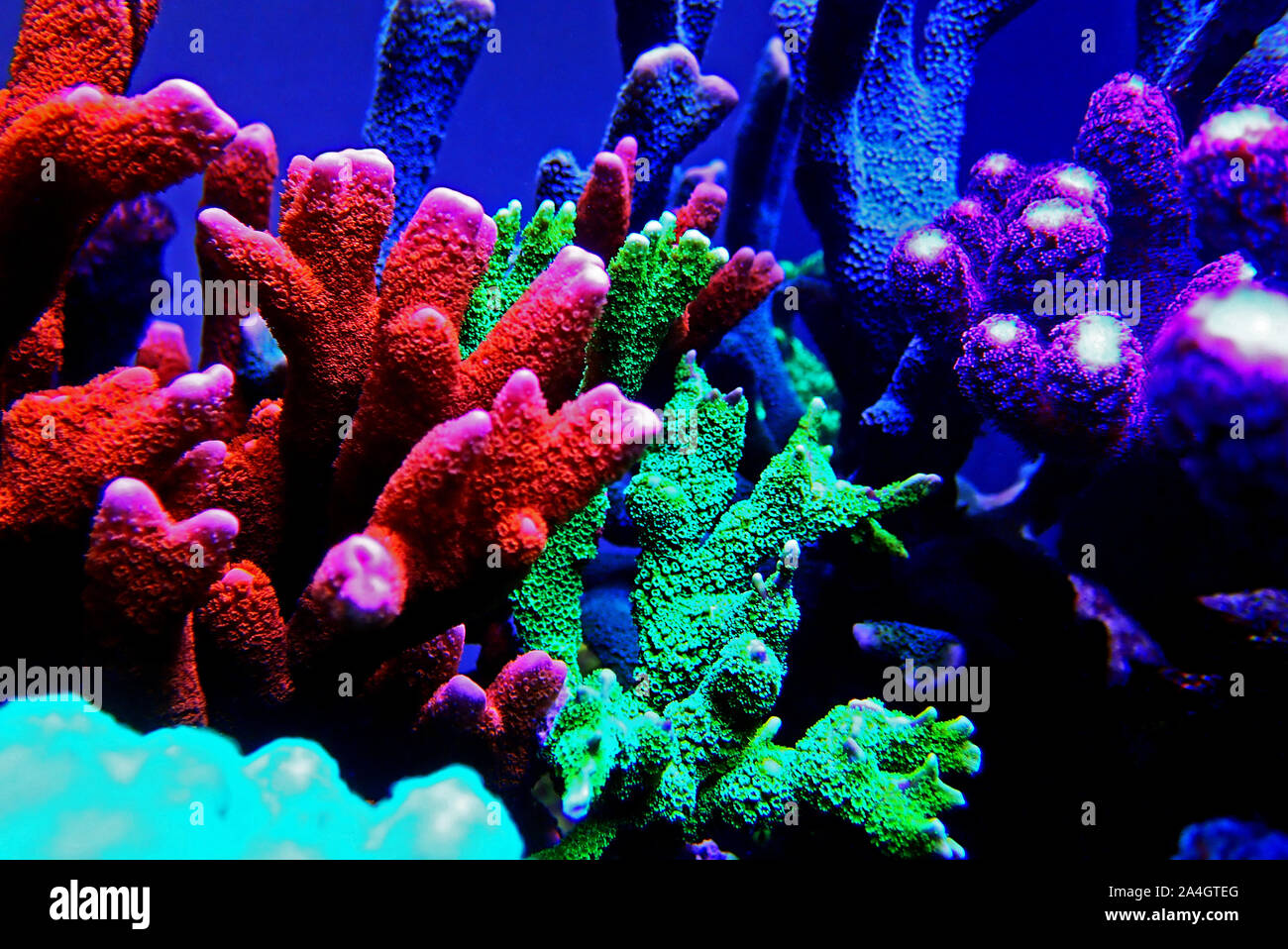 Montipora SPS coral in coral reef aquarium tank Stock Photo