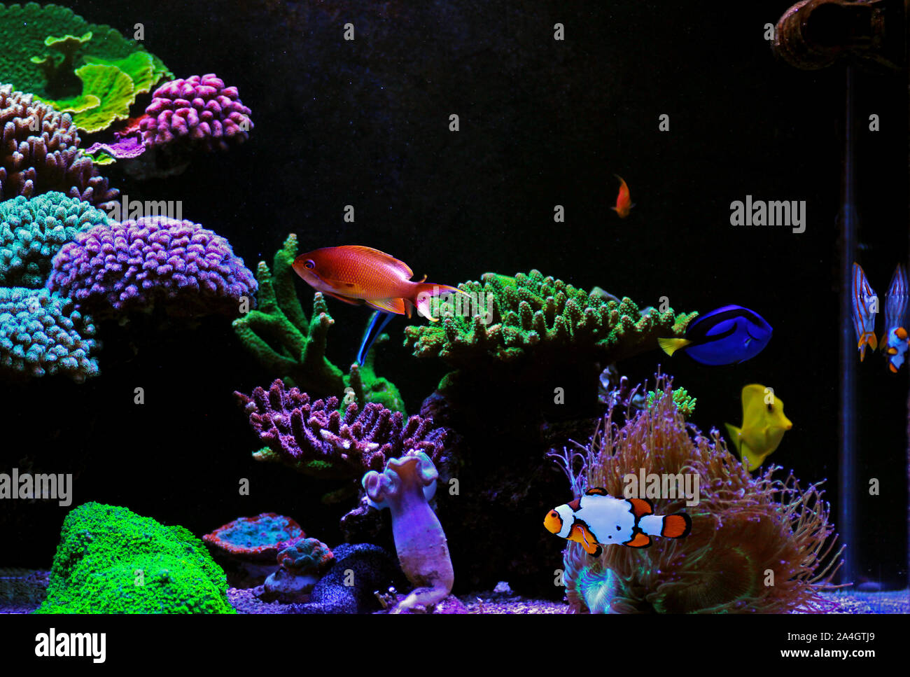 Beautiful Dream saltwater coral reef aquarium tank Stock Photo Alamy