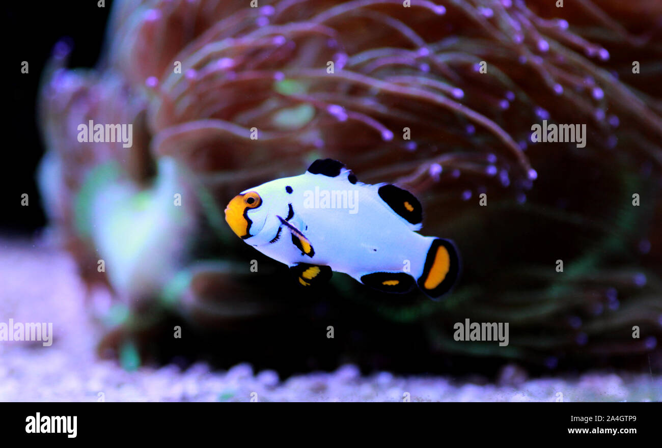 Captive-Bred Clownfish Wyoming White Clownfish - (Amphiprion ocellaris ) Stock Photo