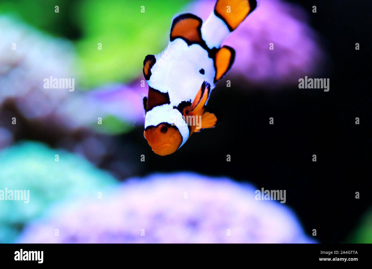 Snow Onyx Clownfish - (Amphriprion ocellaris x Amphriprion percula