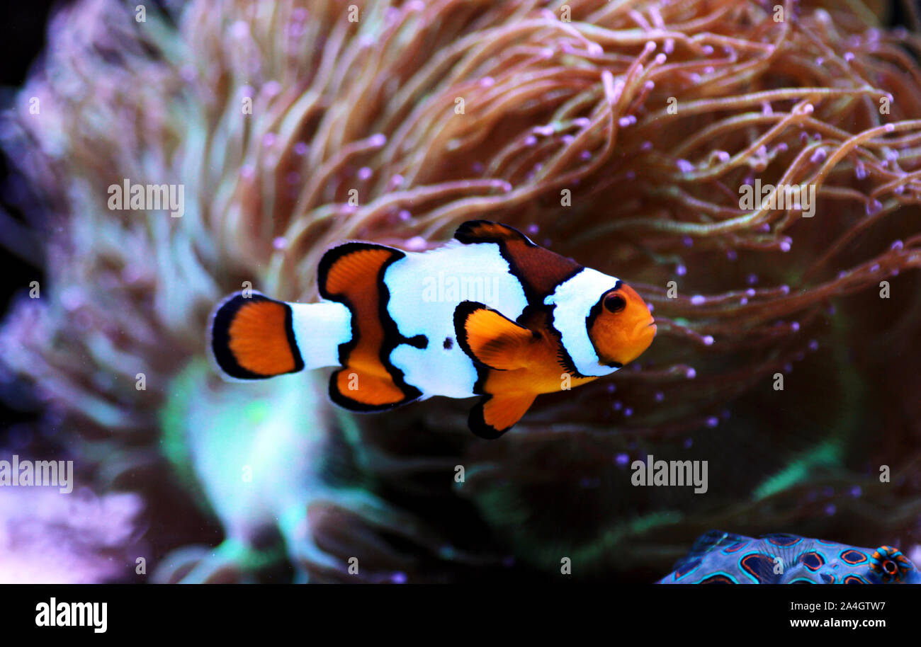 Snow Onyx Clownfish Amphriprion Ocellaris X Amphriprion Percula Stock Photo Alamy