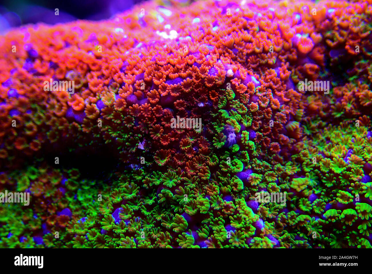 Montipora Rainbow macro polyps - rare and very beautiful sps coral. Stock Photo