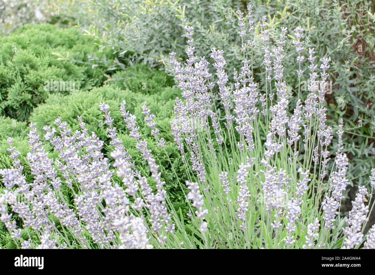 Lavandula angustifolia english lavender narrow leaved hi-res stock  photography and images - Alamy