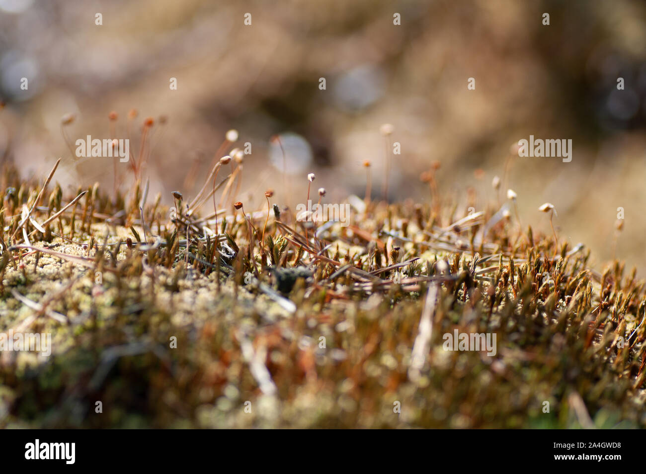 Beautiful Sphagnum close up. Shallow depth of field. Perfect for background and wallpaper. Stock Photo