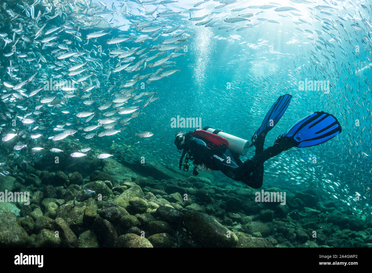 A scuba diver explores the reef around Los Islotes, watching a large school of baitfish swimming around her. Stock Photo