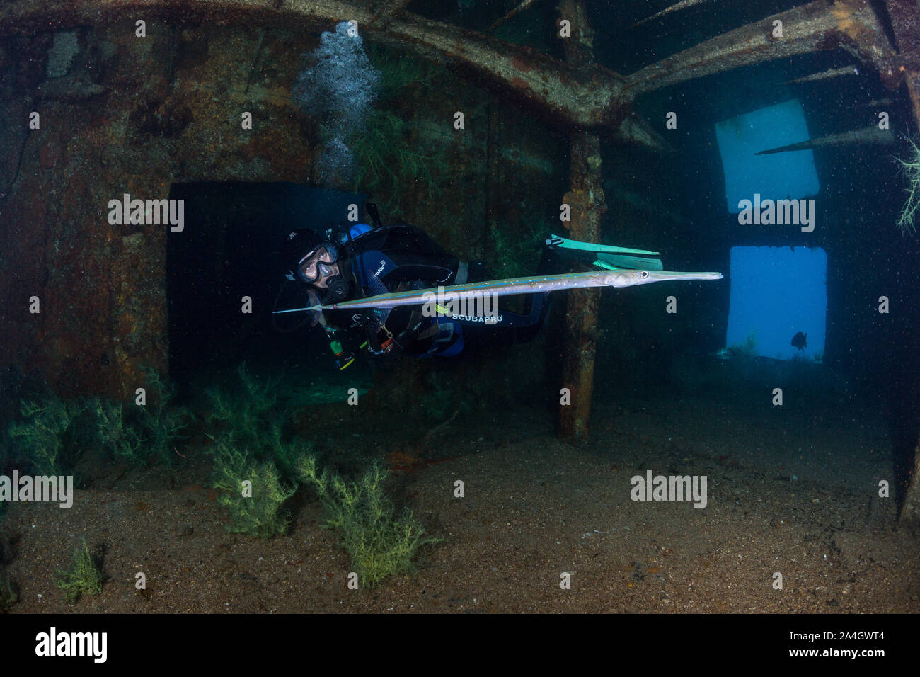 A scuba diver admires a reef cornetfish (Fistularia commersonii) inside the Fang Ming shipwreck near La Paz, Mexico. Stock Photo