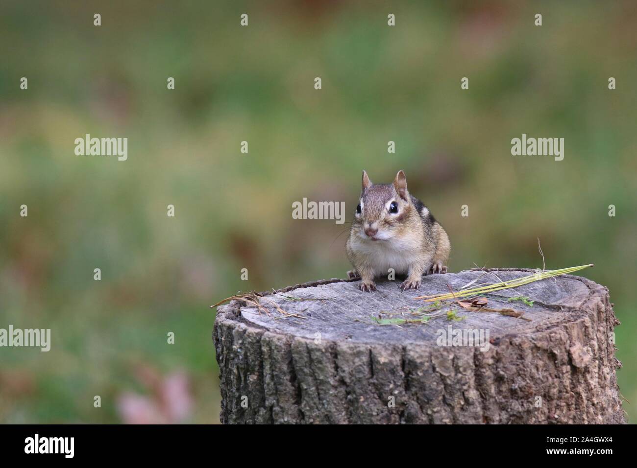 A little eastern chipmunk on a tree stump in Fall Stock Photo