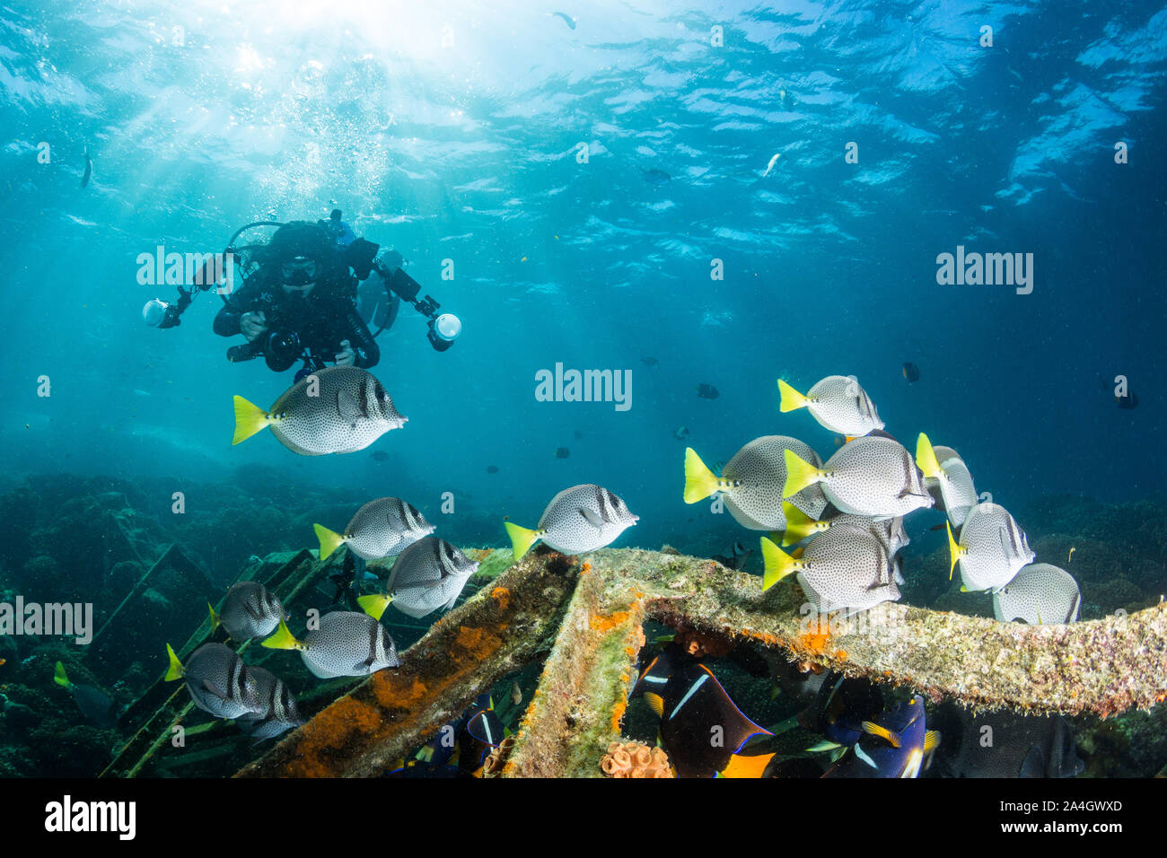 A scuba diver with underwater camera watches a school of Yellowtail Surgeonfish at a dive site named San Rafaelito in La Paz. Stock Photo