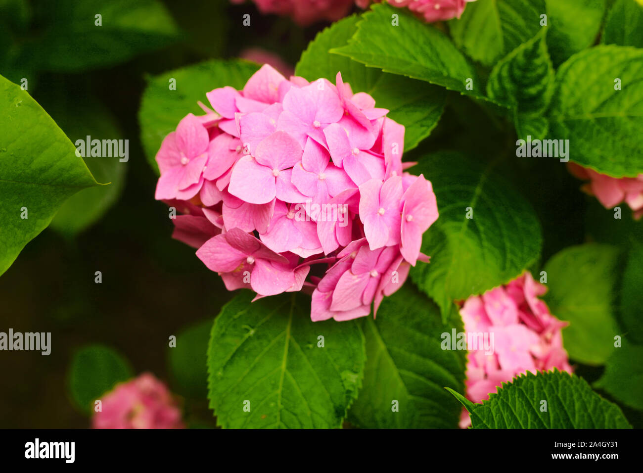 Pink hydrangea flowers close up against natural leaves green background ...