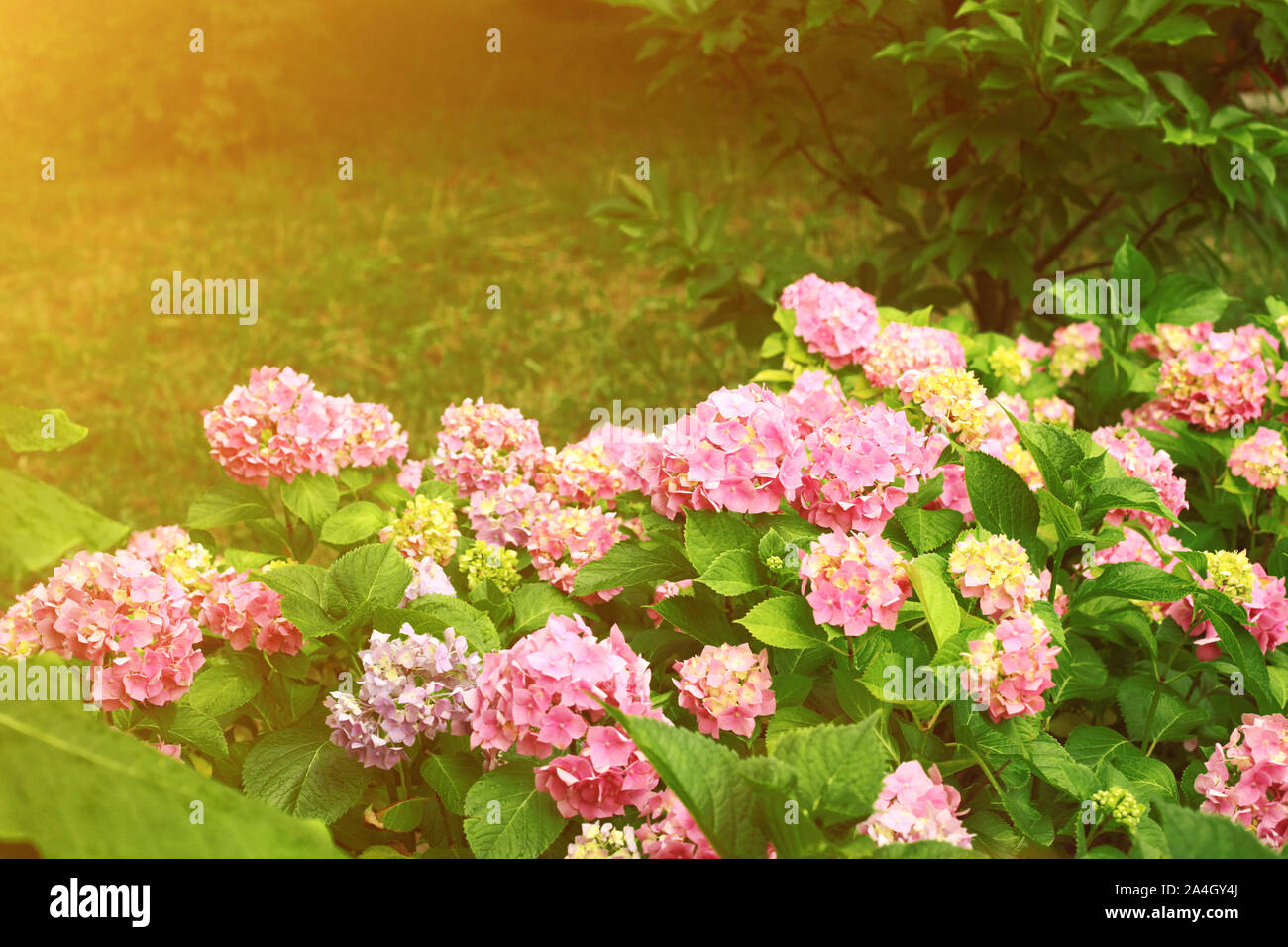 Pink hydrangea flowers lush bush in sun light against natural green ...