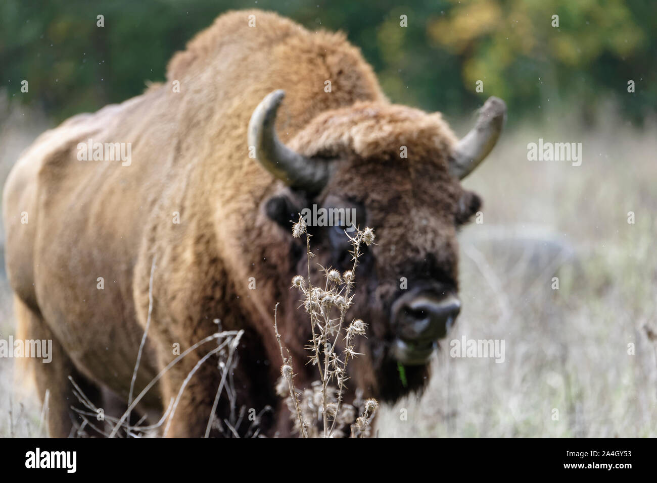 Bison bonasus Stock Photo