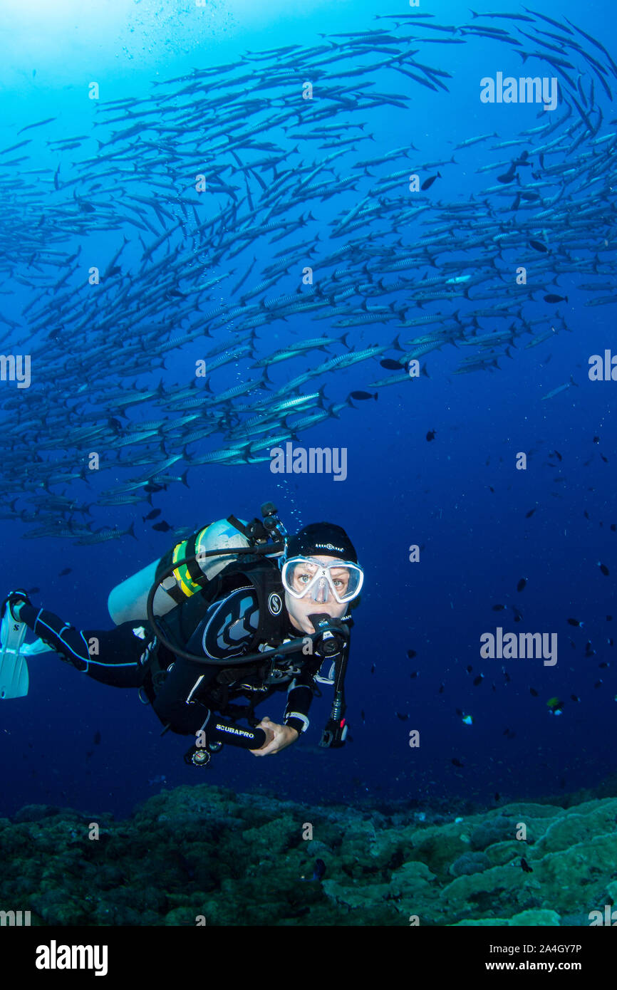 A scuba diver poses for a photo with a large school of blackfin barracuda in the background while diving a seamount near Kimbe Bay, Papua New Guinea. Stock Photo