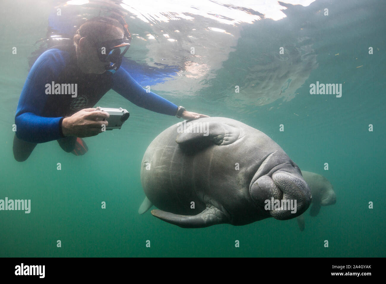 A snorkeler reaches out to touch a manatee, a widely discouraged action, in Crystal River, Florida. Stock Photo