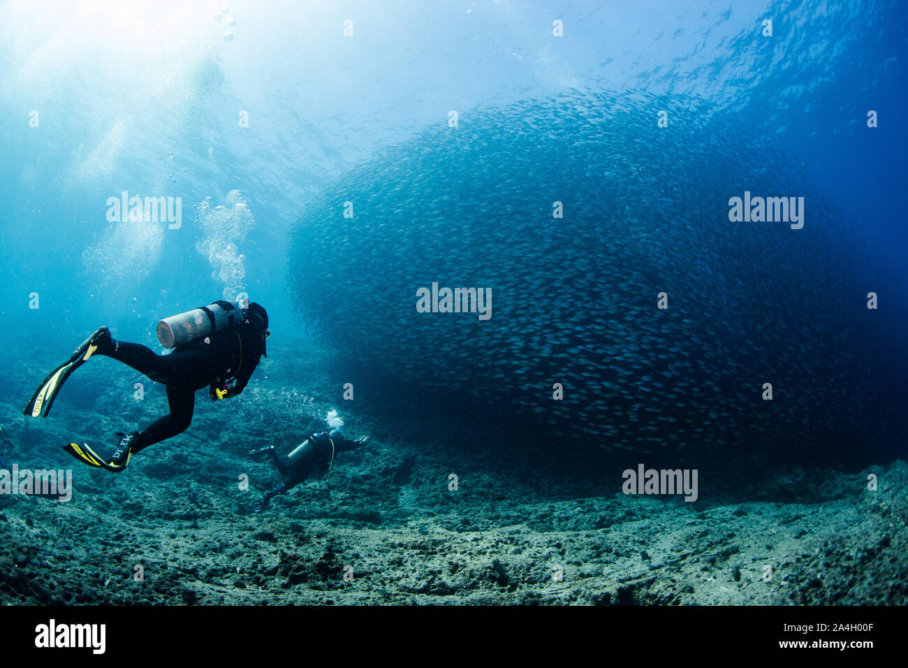 Two divers swim towards a large school of pacific flatiron herring (Harengula thrissina) forming a massive bait ball at a dive site called La Reina ne Stock Photo
