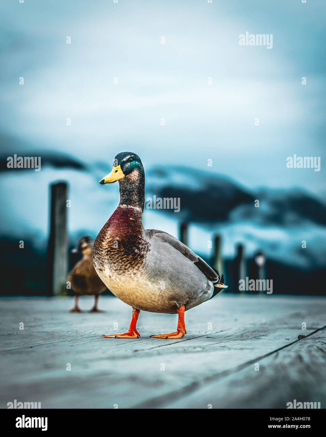 Some Not So Shy Ducks At Nelson Lakes National Park, Nelson - New Zealand Stock Photo