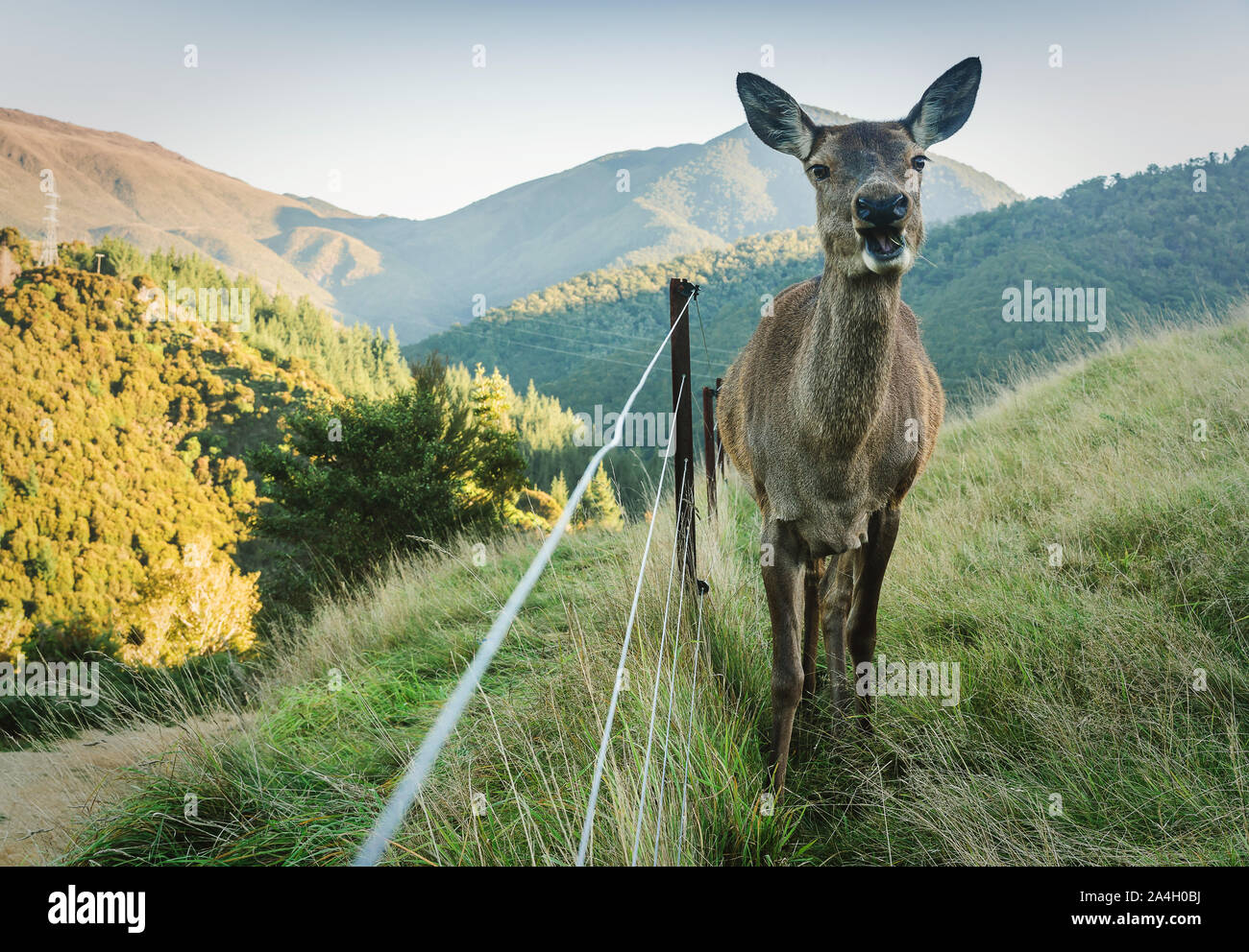 A Crisp Morning Up In The Hills Of Matai Valley, Nelson - New Zealand Stock Photo