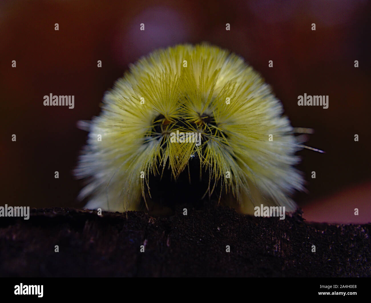 Rear end of an American Dagger Moth Caterpillar (Acronicta americana