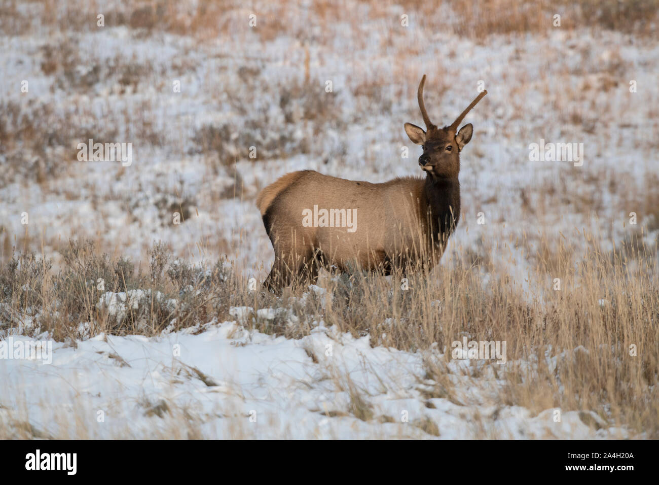 Spike elk in yellowstone hires stock photography and images Alamy
