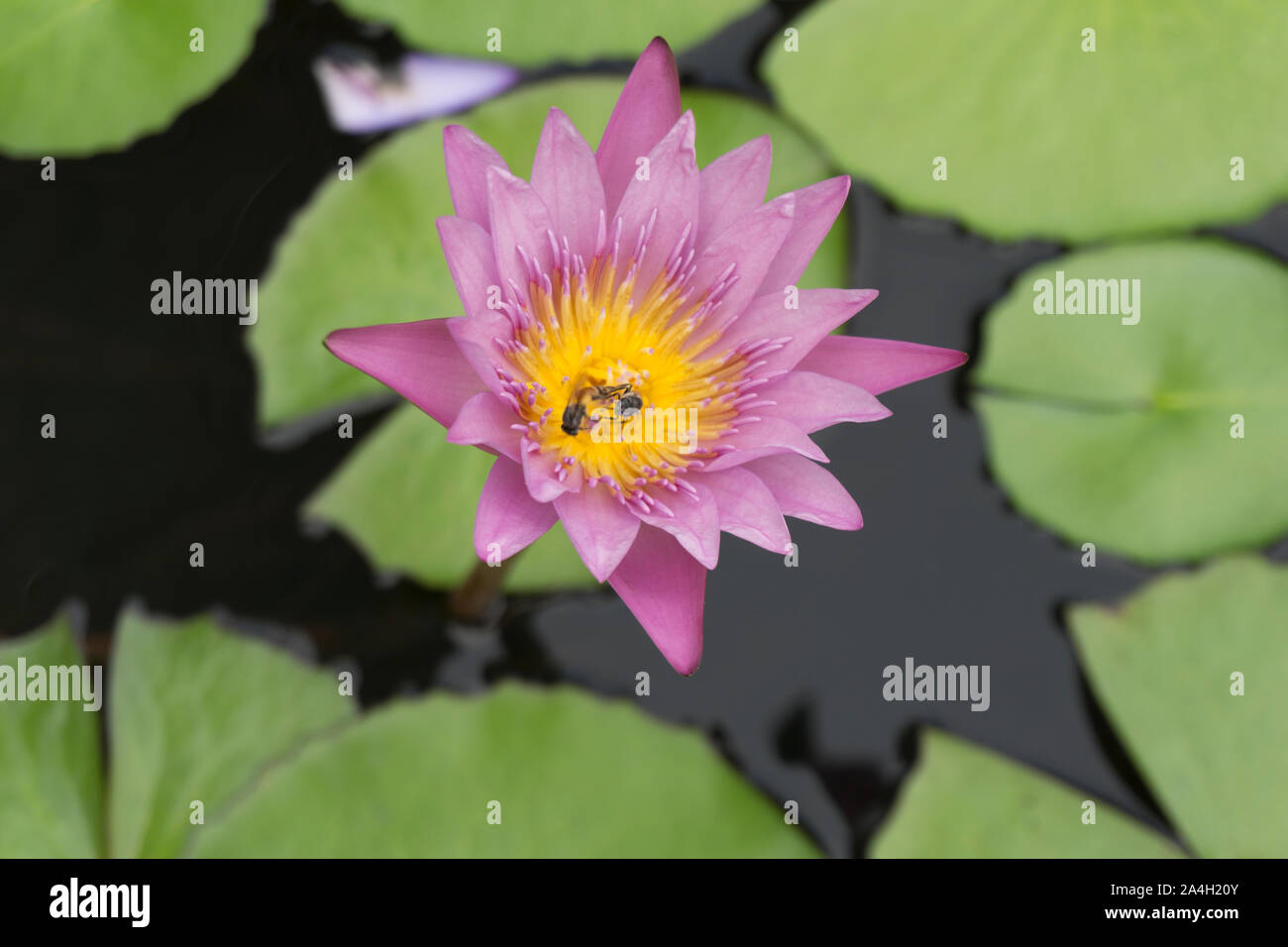 Blooming Lotus flowers with bees collecting pollen from its nectar. Stock Photo