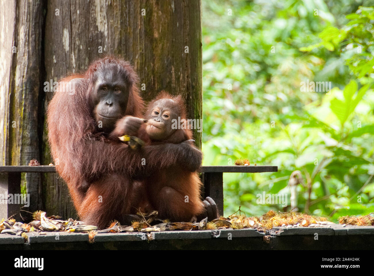 Orangutan, Pongo pygmaeus, with baby on feeding platform, Sepilok Orangutan Rehabilitation Centre, Sandakan, Sabah, Northeastern Borneo, Malaysia Stock Photo
