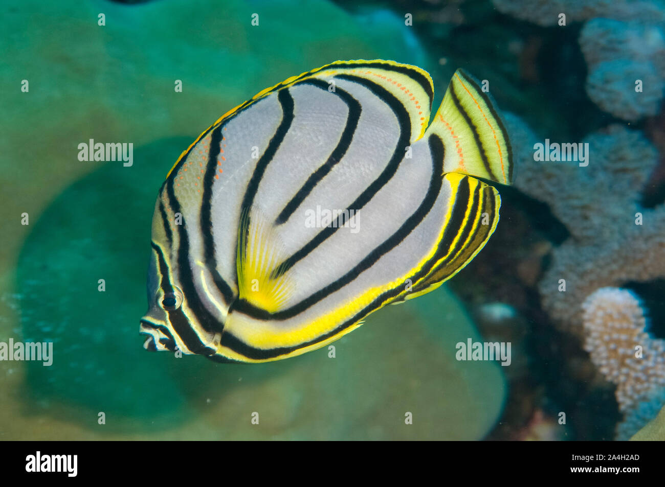 Meyer's Butterflyfish, Chaetodon meyeri, Chicken Farm dive site, Christmas Island, Australia, Indian Ocean Stock Photo
