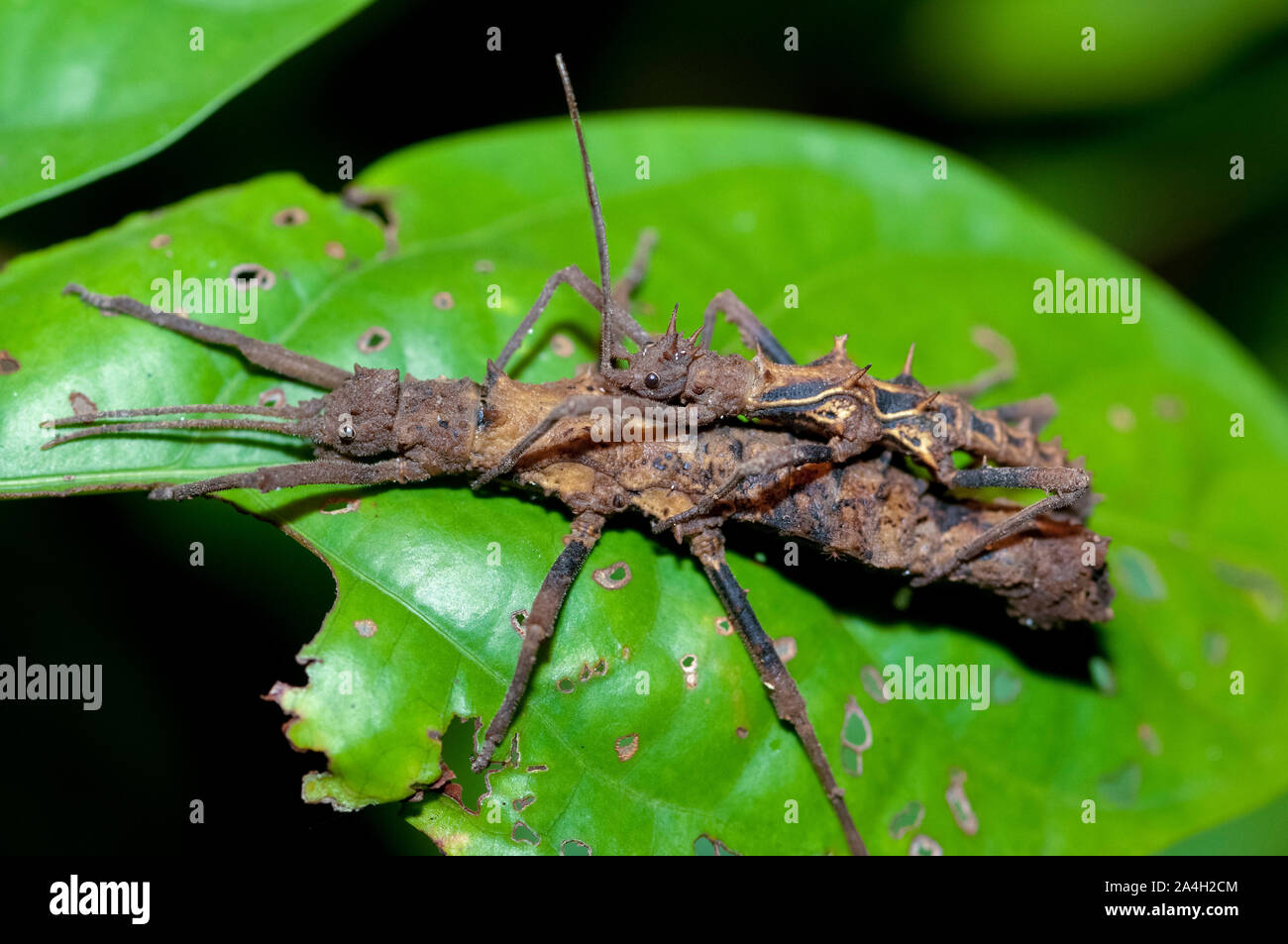 Mating Stickinsects, Pylaemenes mitratus, on leaf, Night walk in