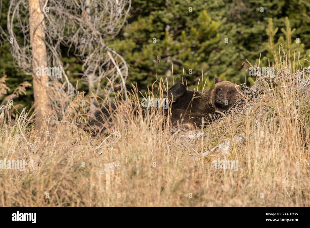 Grizzly Bear in Grand Teton National Park, Wyoming Stock Photo