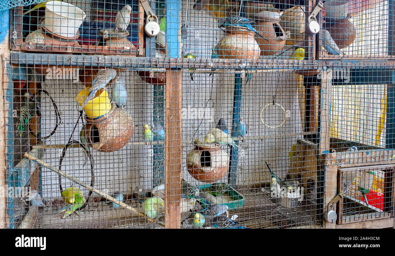 Differently colored budgie's kept in a large cage in an Indian household. Stock Photo