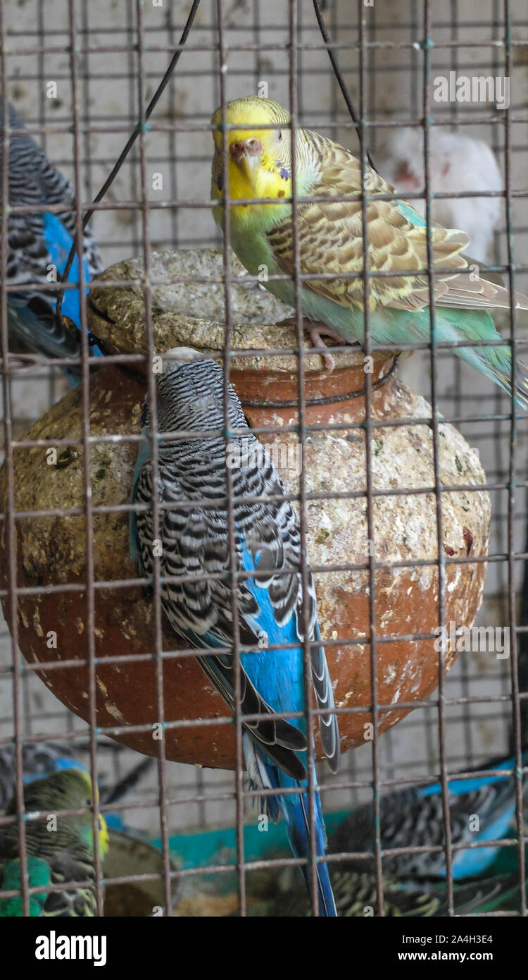 Differently colored budgie's kept in a large cage in an Indian household. Stock Photo