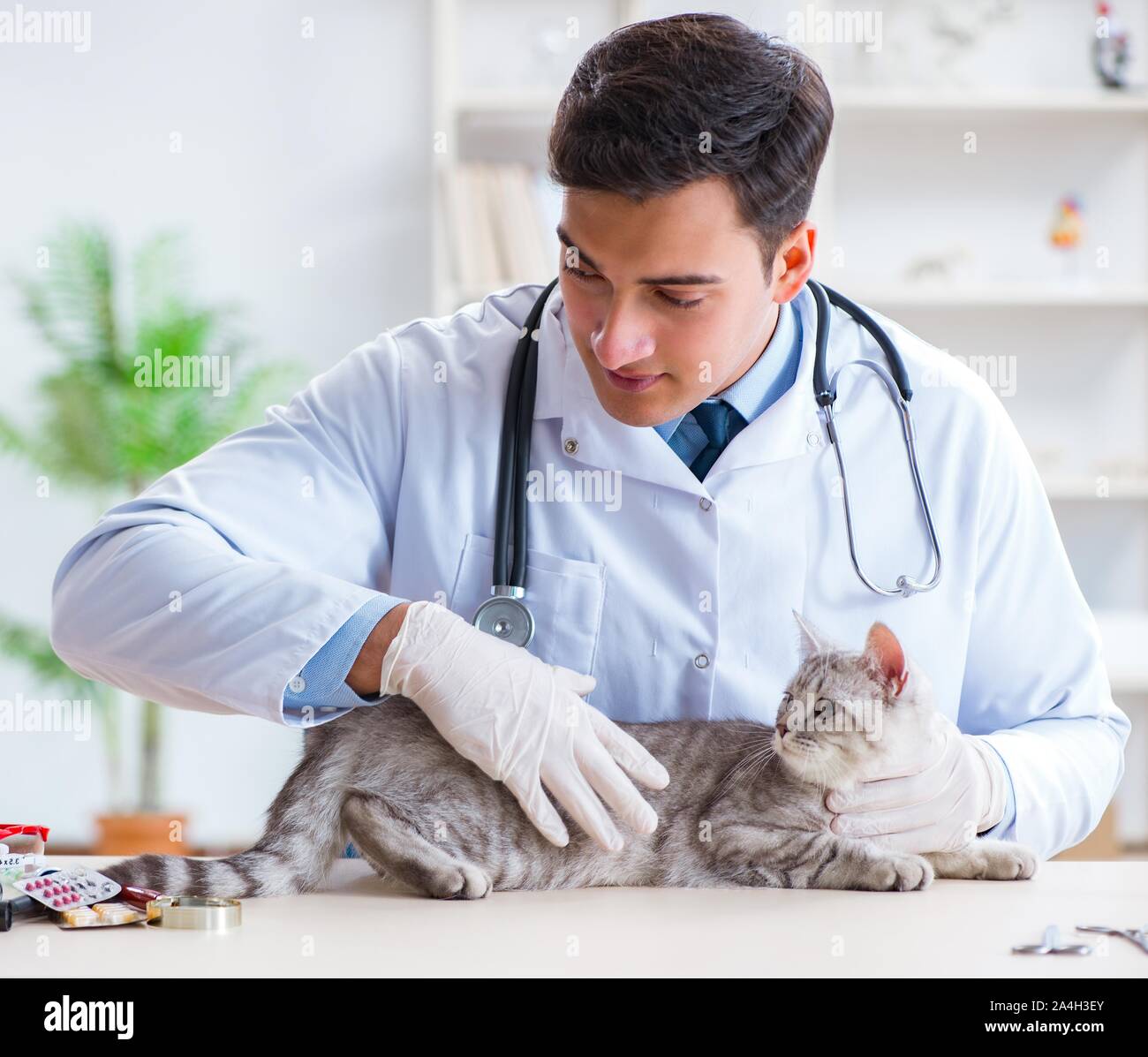 The vet examining sick cat in hospital Stock Photo - Alamy