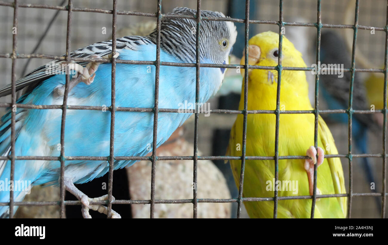 Green and yellow budgies kept as pet in a large cage in an Indian domestic household. Stock Photo